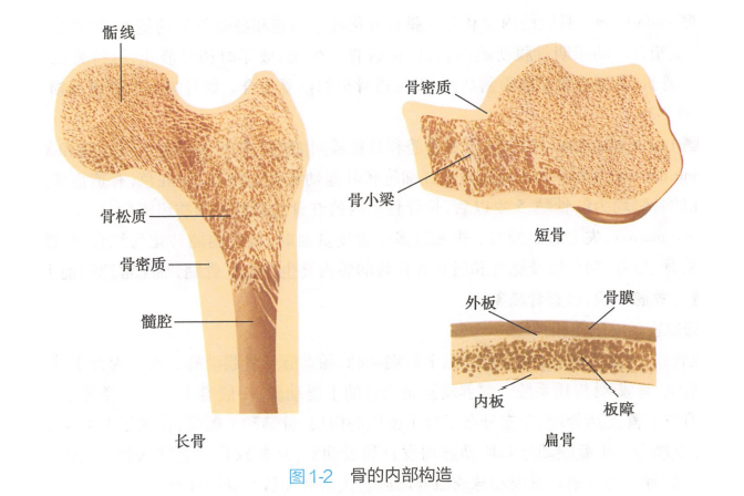 骨髓腔