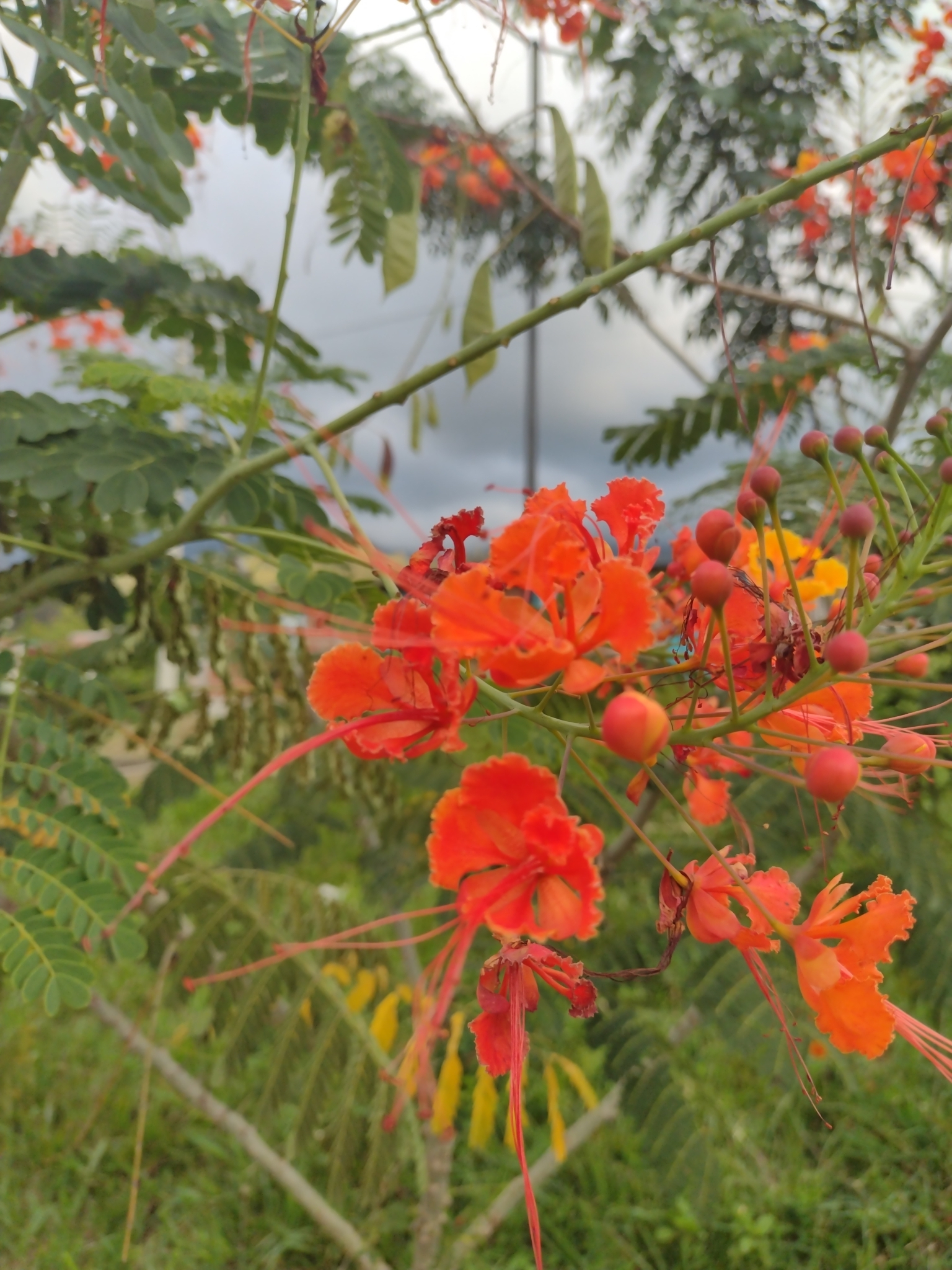  p>洋金凤(学名: i>caesalpinia pulcherrima /i> (l.) sw.