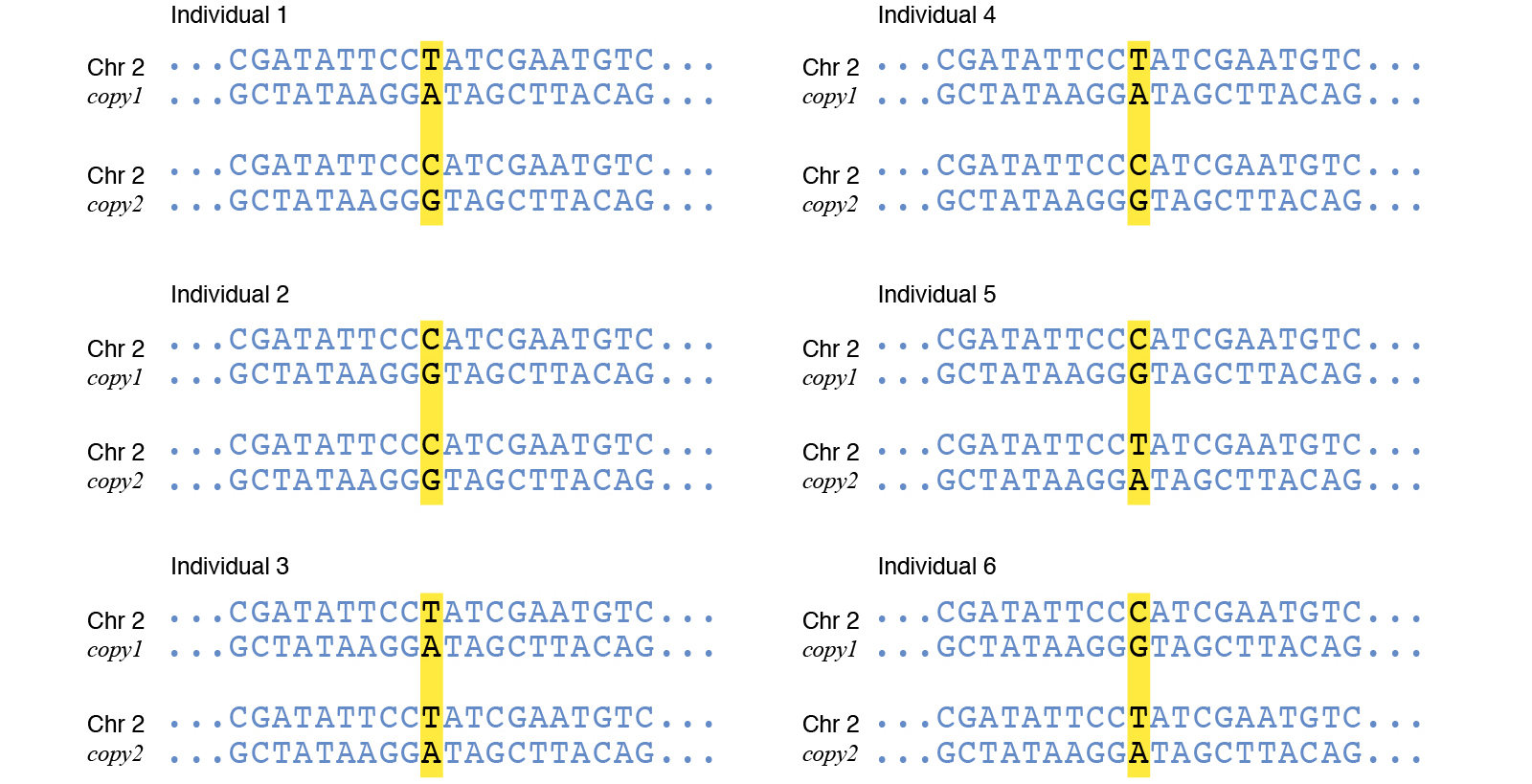 单核苷酸多态性