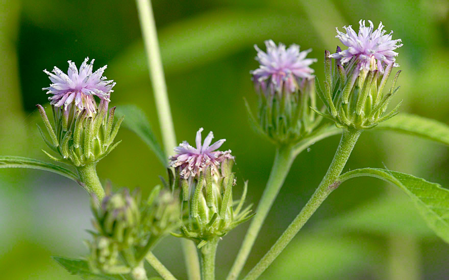  p data-id="tbewba8wvcah">驱虫斑鸠菊为菊科斑鸠菊属的一年生草本