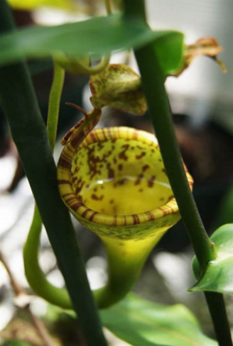  p>艾玛猪笼草( a href="#" data-lemmaid="8074290">学名 /a>