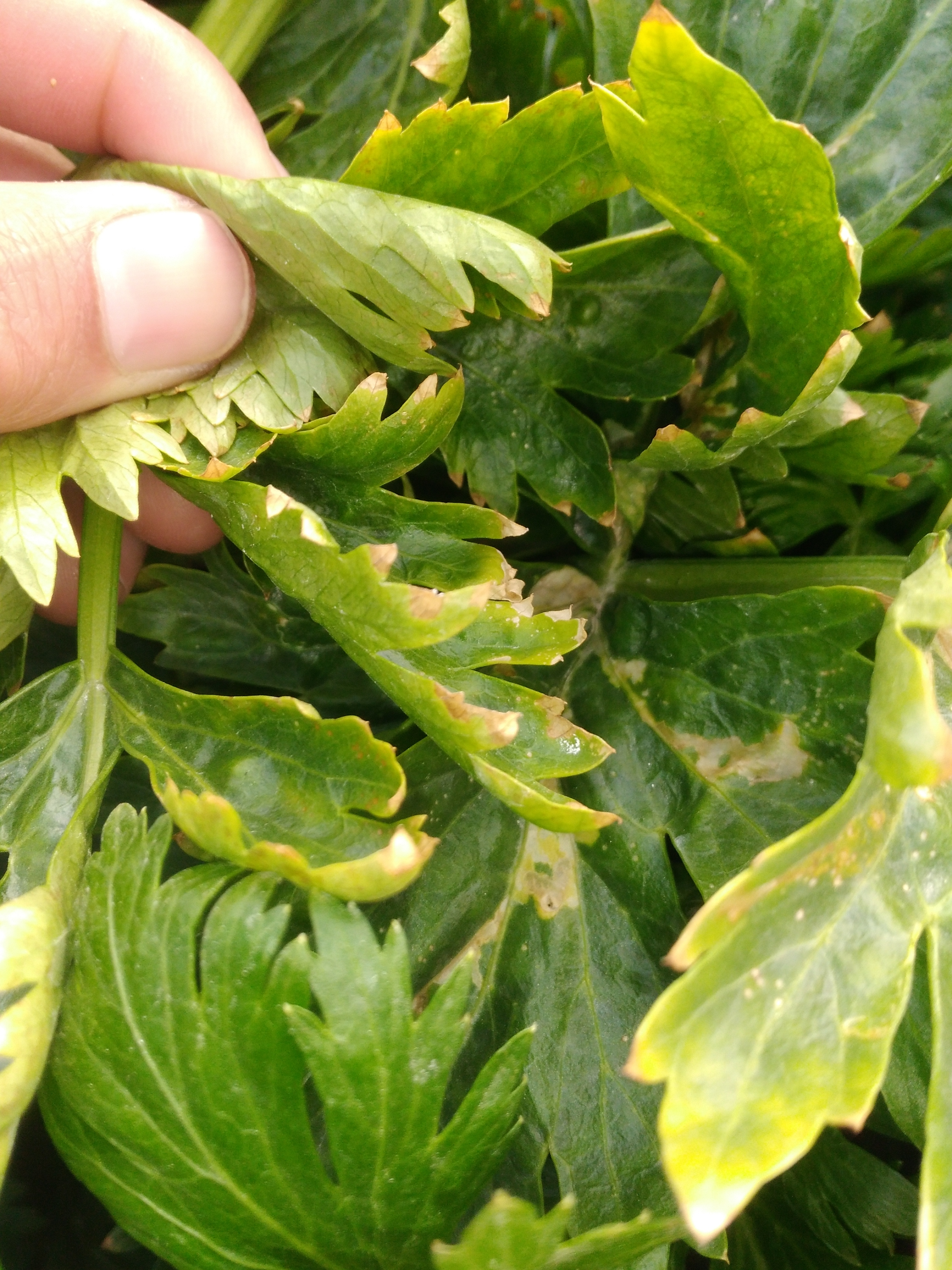 芹菜斑枯病