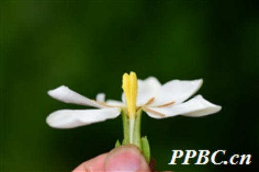 栀子（茜草科、栀子属植物）_百度百科