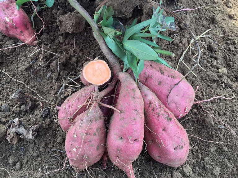 以广薯87,岩薯5号,济薯26,烟薯25,龙薯9号,郑薯20这6个品种为父本小