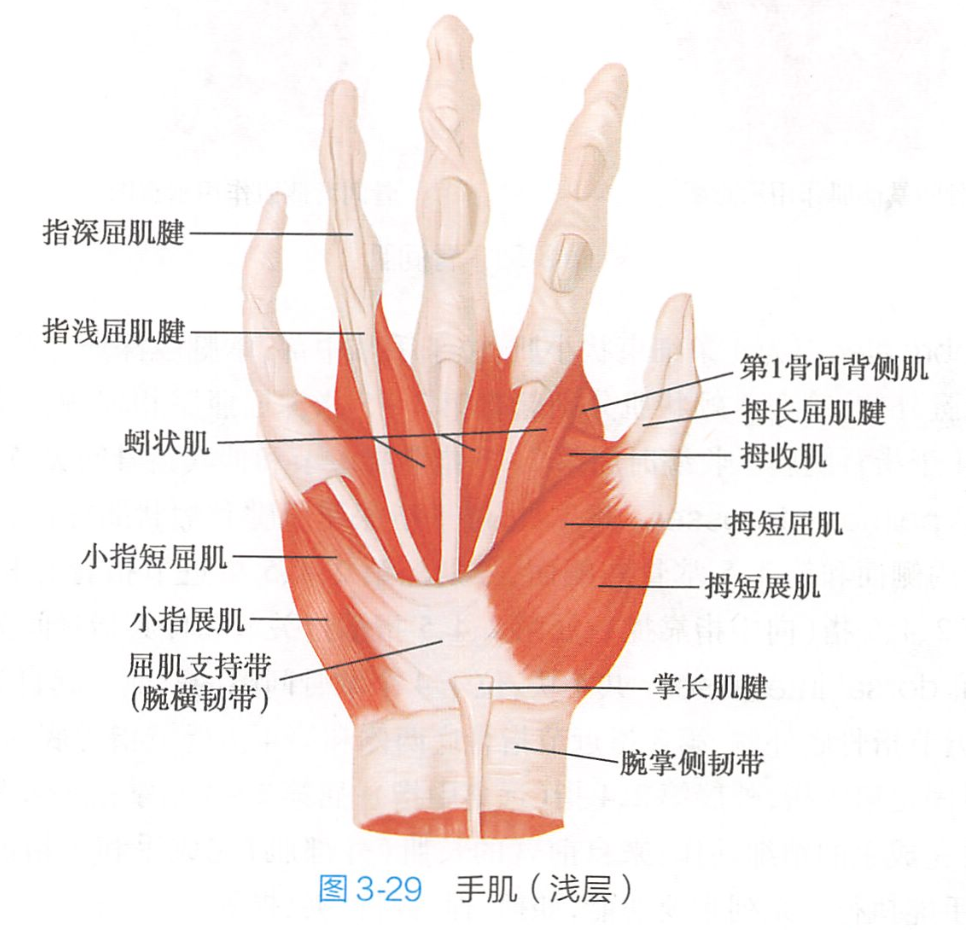 位于鱼际的尺侧,部分在皮下,部分位于拇收肌和拇指对掌肌之间.
