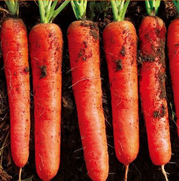 日本红勇人2号胡萝卜