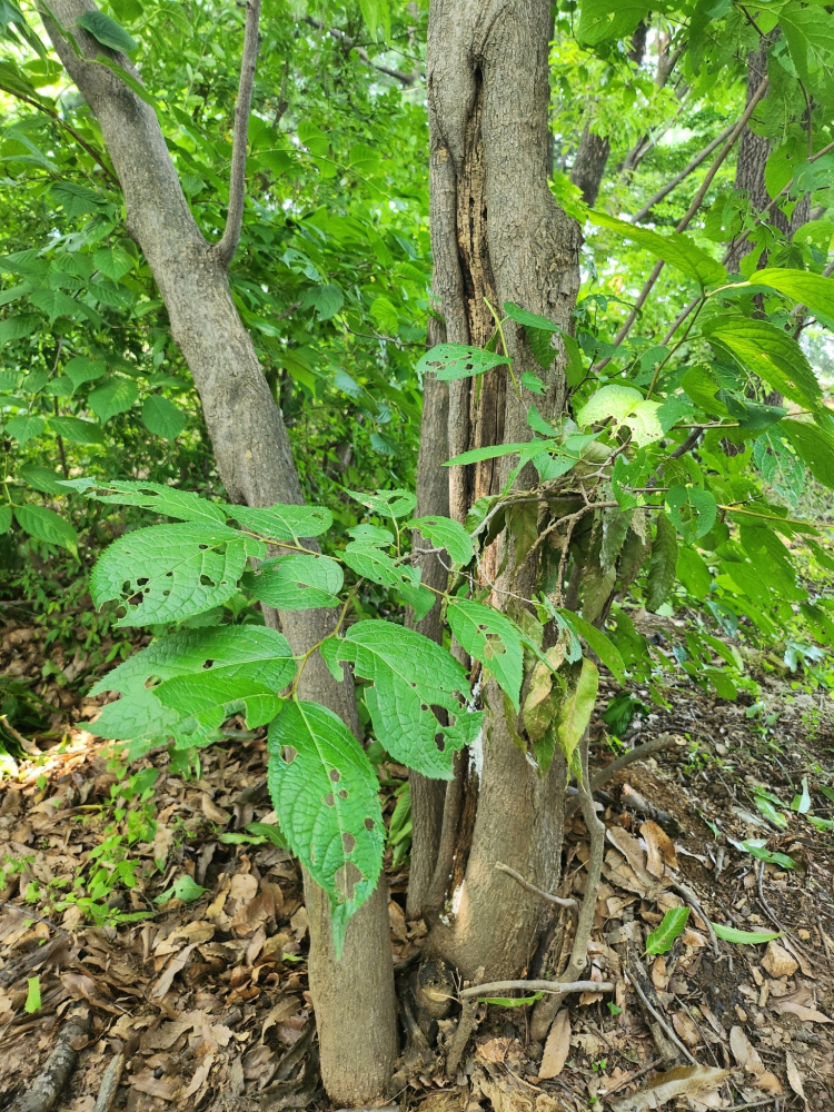 杜仲（杜仲科杜仲属植物）_百度百科