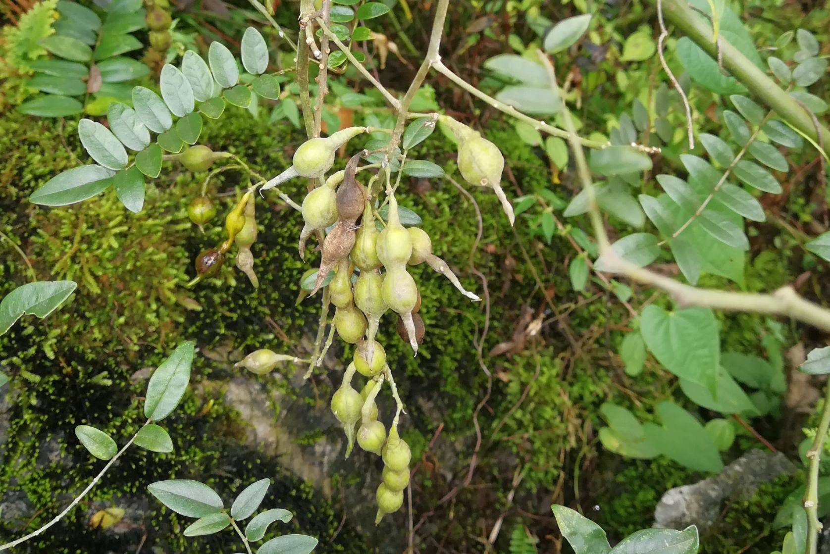 山豆根