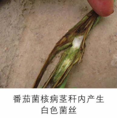 番茄菌核病