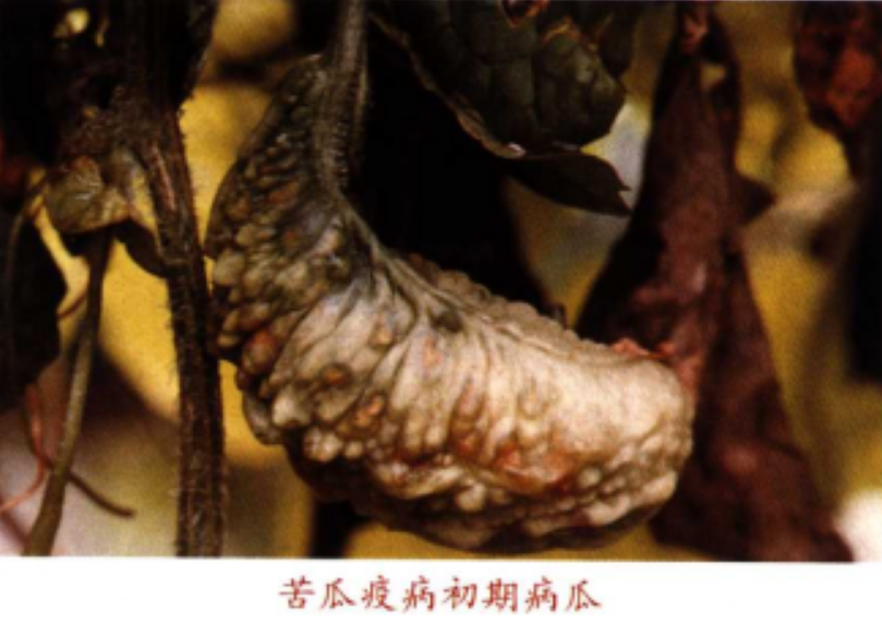 苦瓜疫病