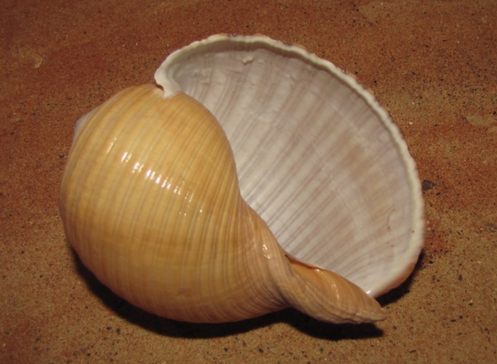  p>栗色鹑螺(学名: i>tonna galea /i>):是玉黍螺目,鹑螺科,鹑螺属的