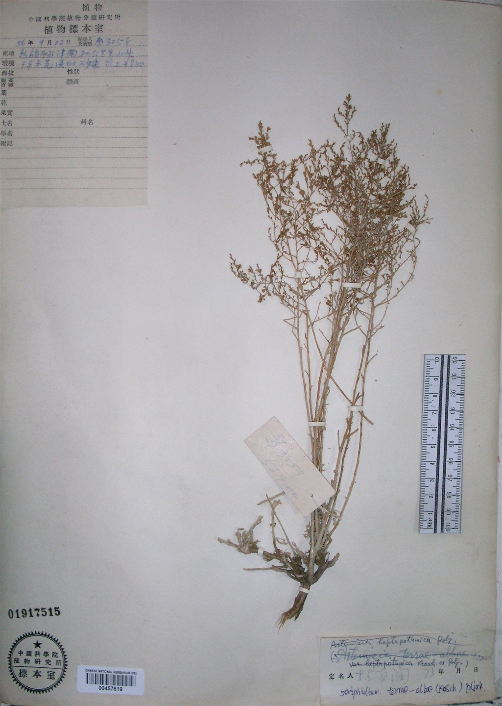 poljak.)是菊科,绢蒿属的植物.