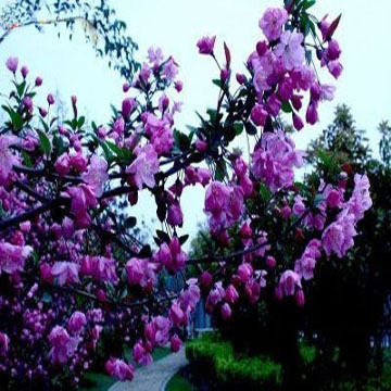 紫色王子海棠