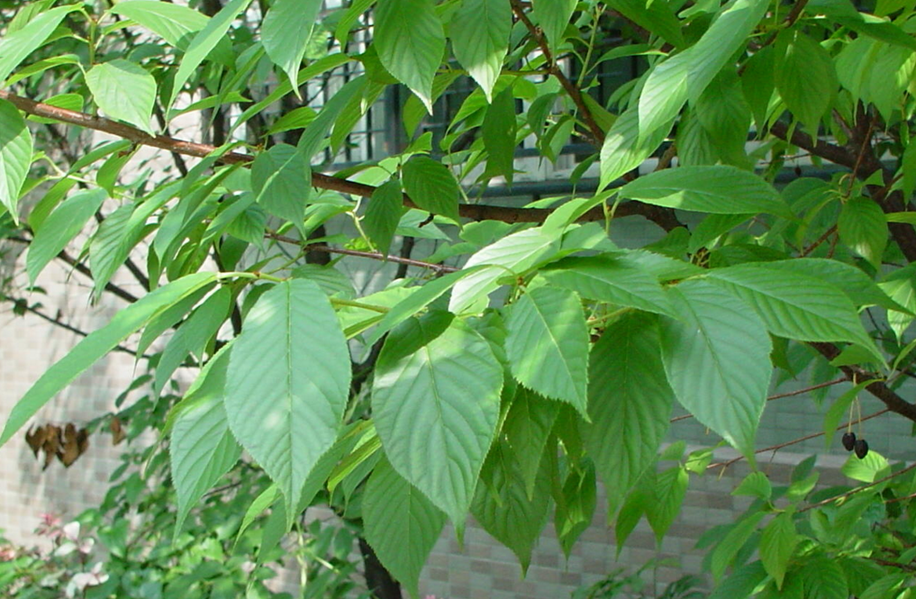  p>圆果化香树,落叶小乔木,高5-10米,胸径15-20厘米,枝条灰褐色,五毛