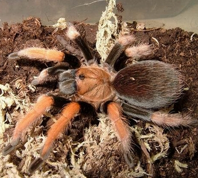 >墨西哥血脚,英文名mexican bloodleg tarantula,拉丁学名aphonopelma