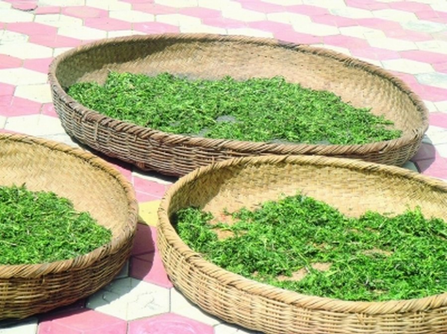  p>海蓬子(学名:salicornia europaea l)为藜科盐角草属植物盐角草的