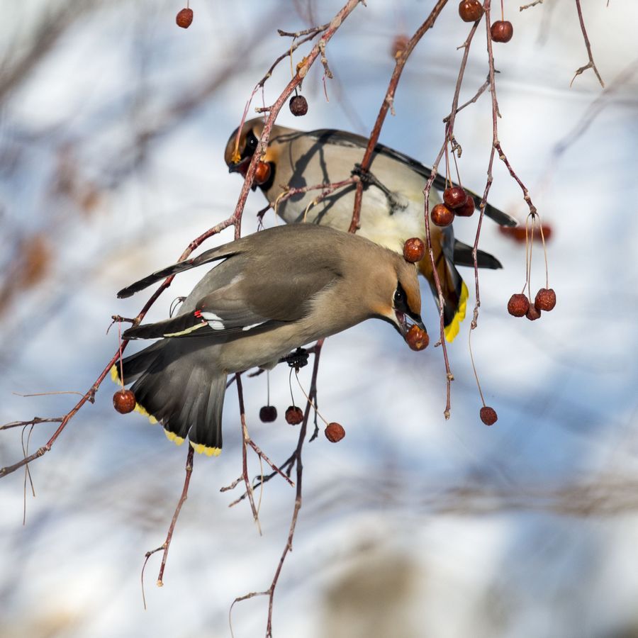 bombycilla garrulus pallidiceps