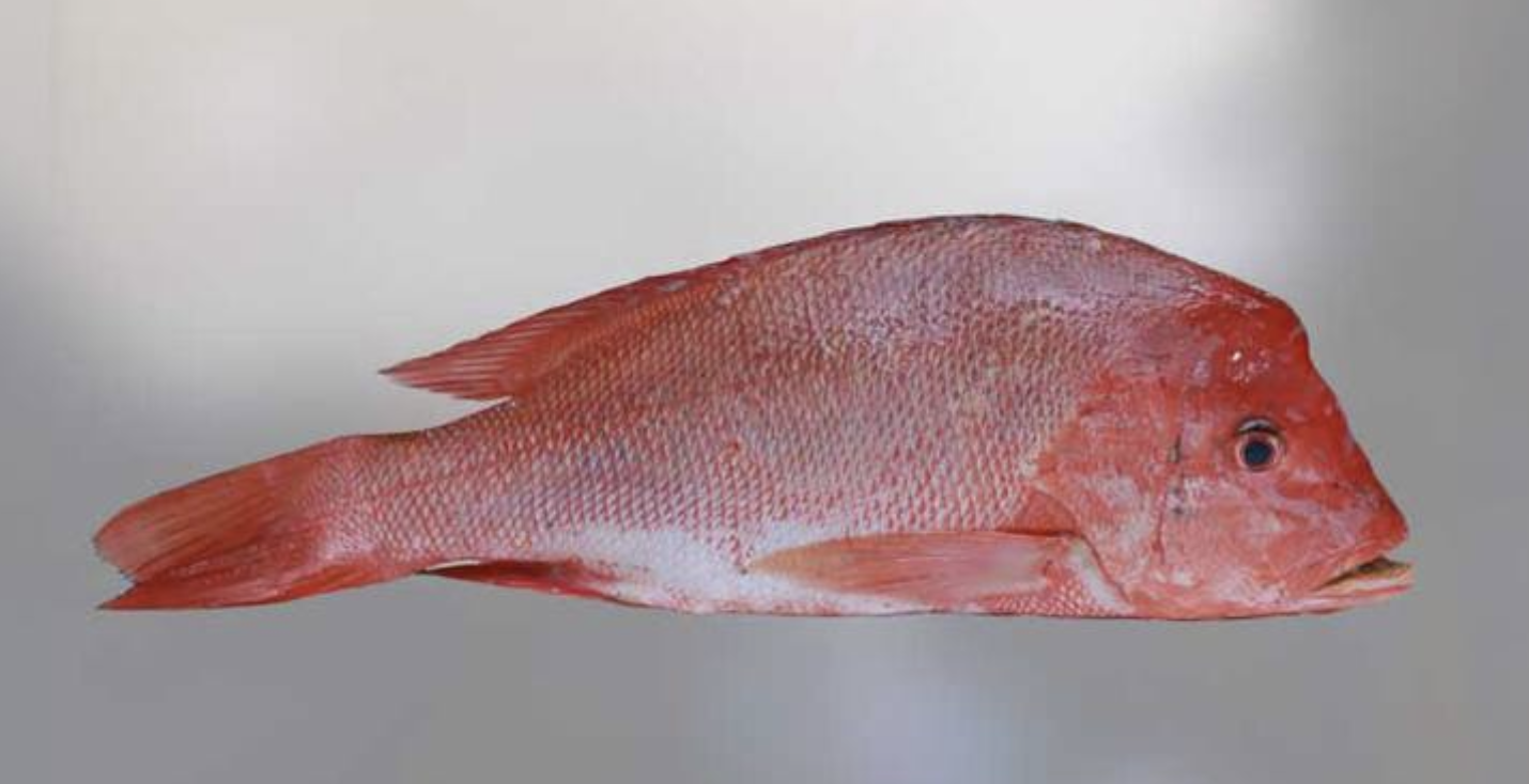 红笛鲷