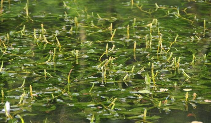  p>竹叶眼子菜(学名: i>potamogeton wrightii /i> morong)是眼子菜科