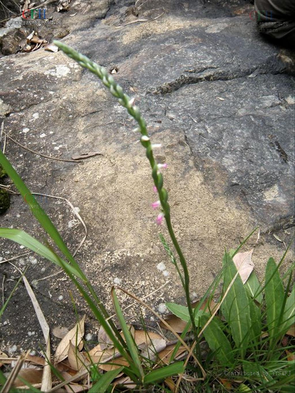  p>绶草亚族,地生或罕有附生草本,地下常具成簇的,肥厚的肉质块根.
