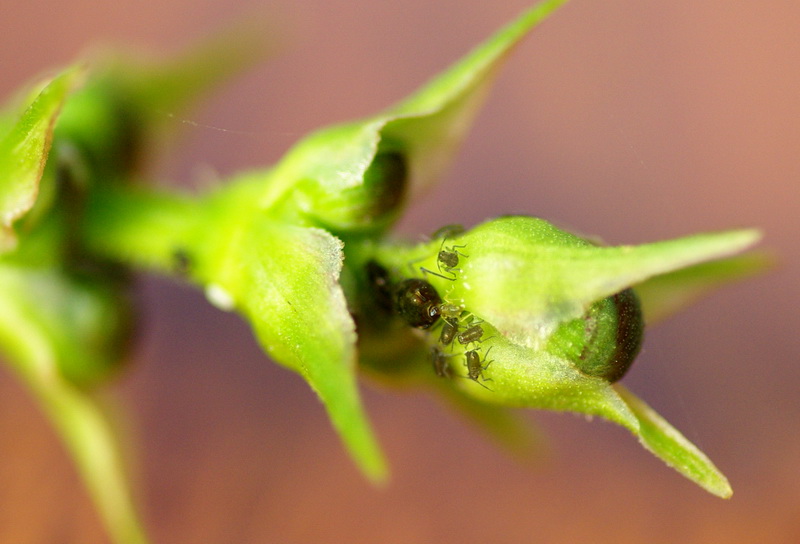 data-id="gnbjv1k0hq">蜜露是 a target="_blank" href="/item/蚜虫