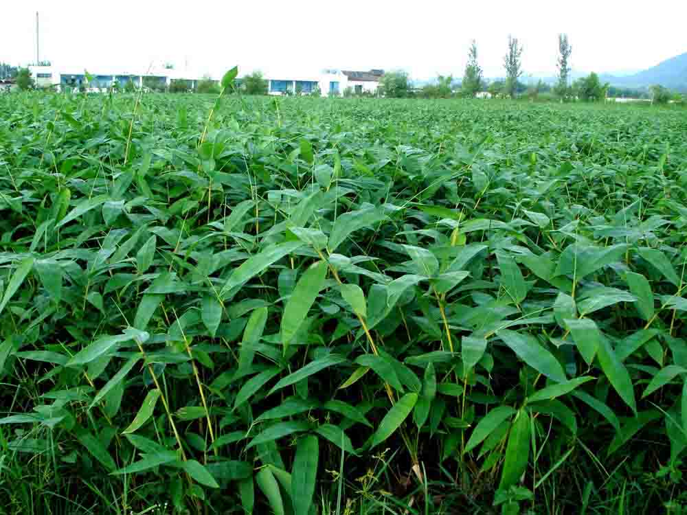  p> a target="_blank" href="/item/麻竹">