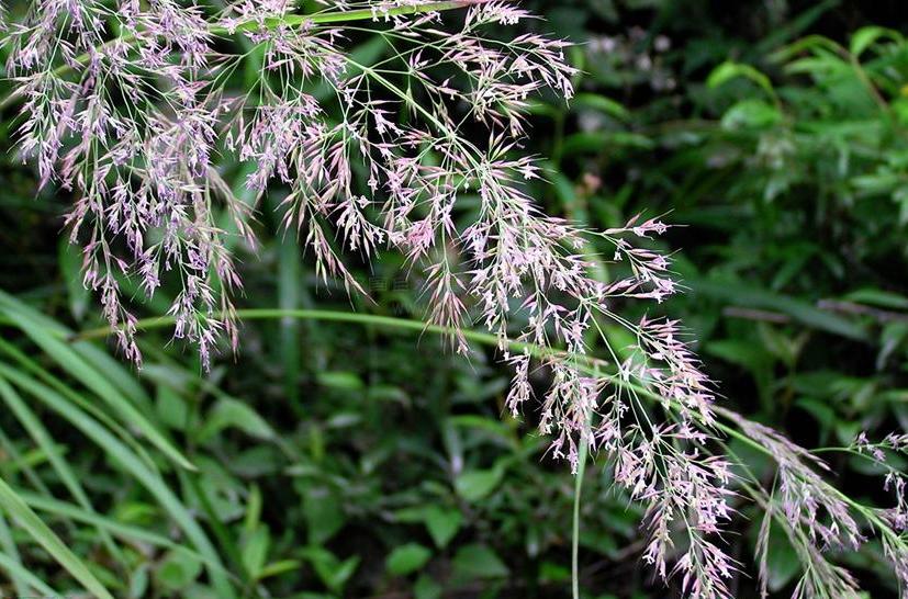 deyeuxia var.nenjiangensis