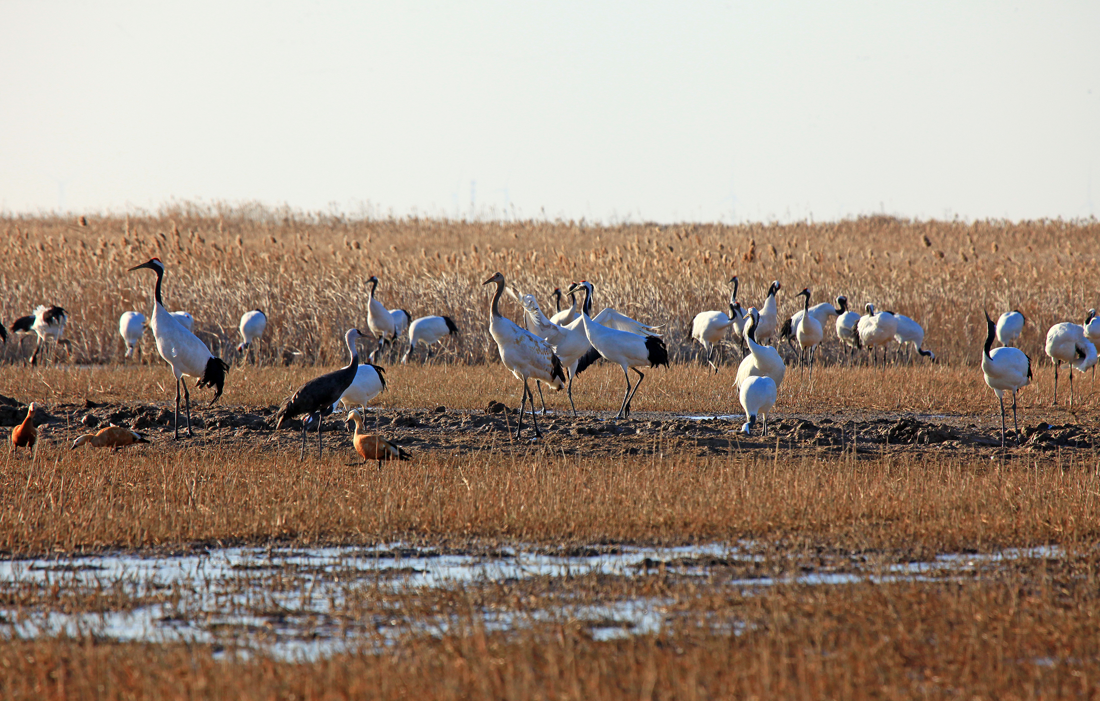盐城国家级自然保护区