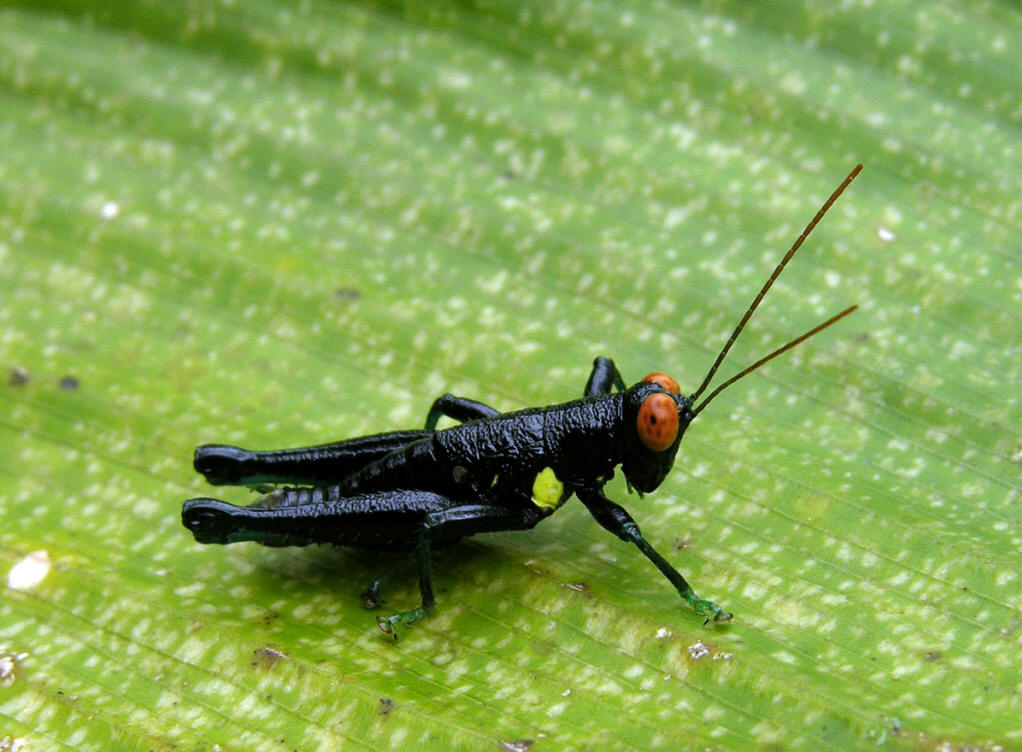 的动物,又称 a target="_blank" href="/item/真体腔动物/7647596"