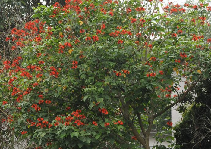  p>刺桐(学名: i>erythrina variegata /i> linn.
