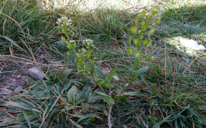  p>榆钱菠菜(学名: i>atriplex hortensis /i> l.