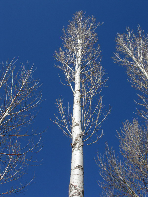  p>二白杨(学名: i>populus gansuensis  /i>c. wang et h. l.