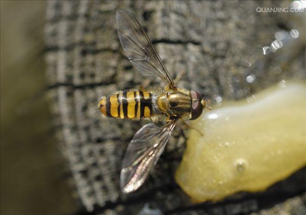  p>黑带食蚜蝇为双翅目, a href="#" data-lemmaid="2797027">食蚜蝇