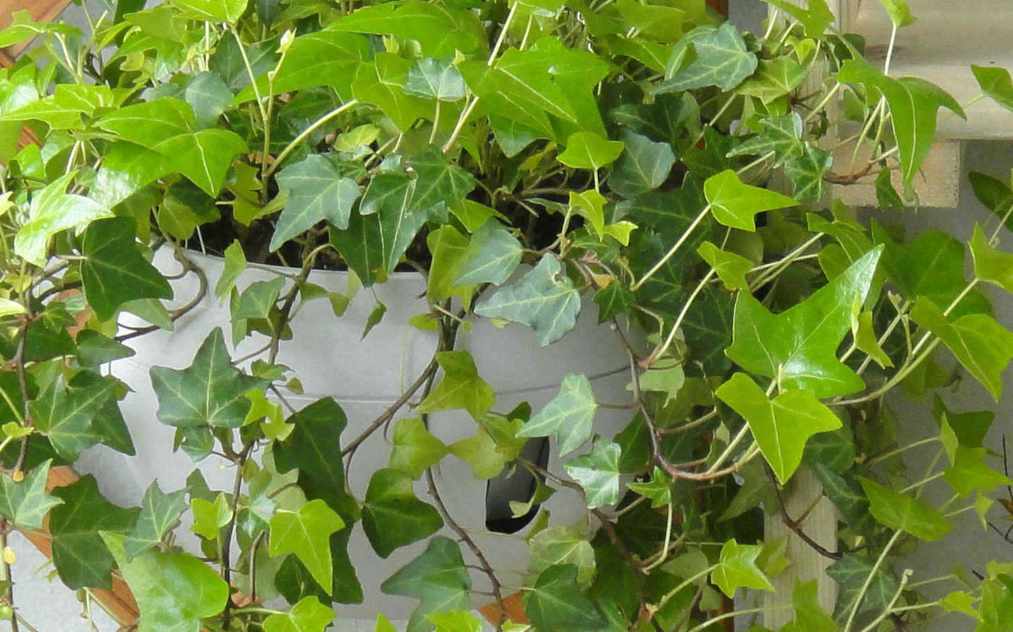  p>瑞典常春藤是一种唇形科, a href="#" data-lemmaid="2360259">香