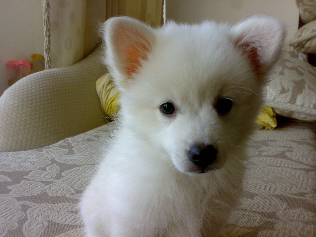  p>银狐犬,又名日本丝(绒)毛犬, a target="_blank" href="/item/日本