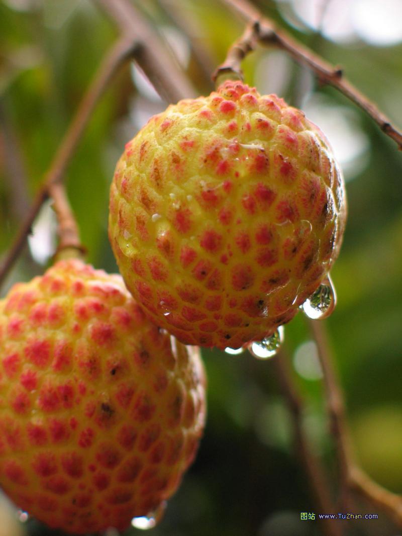 是无患子科,荔枝属 a target="_blank" href="/item/常绿乔木