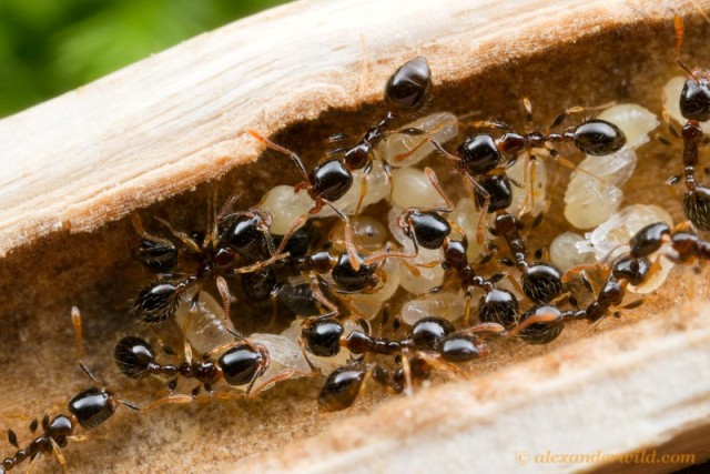  p>小家蚁属(monomorium),模式种:monomorium monomorium bolton,1987