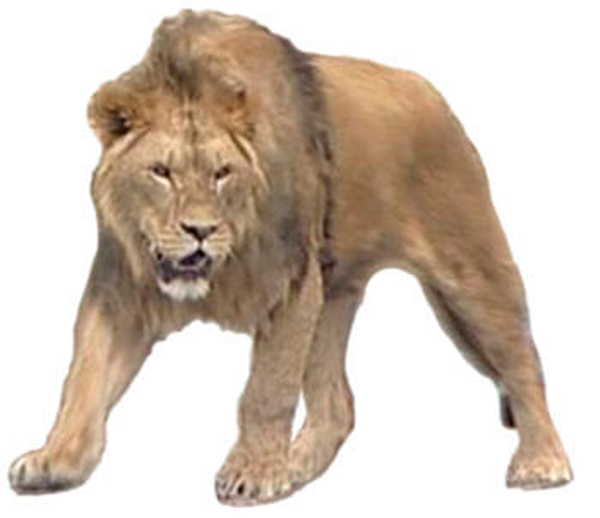 p>洞狮(学名: i>panthera leo spelaea /i>):也称欧洲洞狮,是一种已