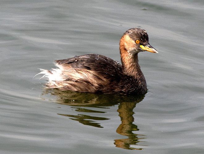  p>小鸊鷉(学名: i>tachybaptus ruficollis /i>),是鸊鷉科小鸊鷉属的