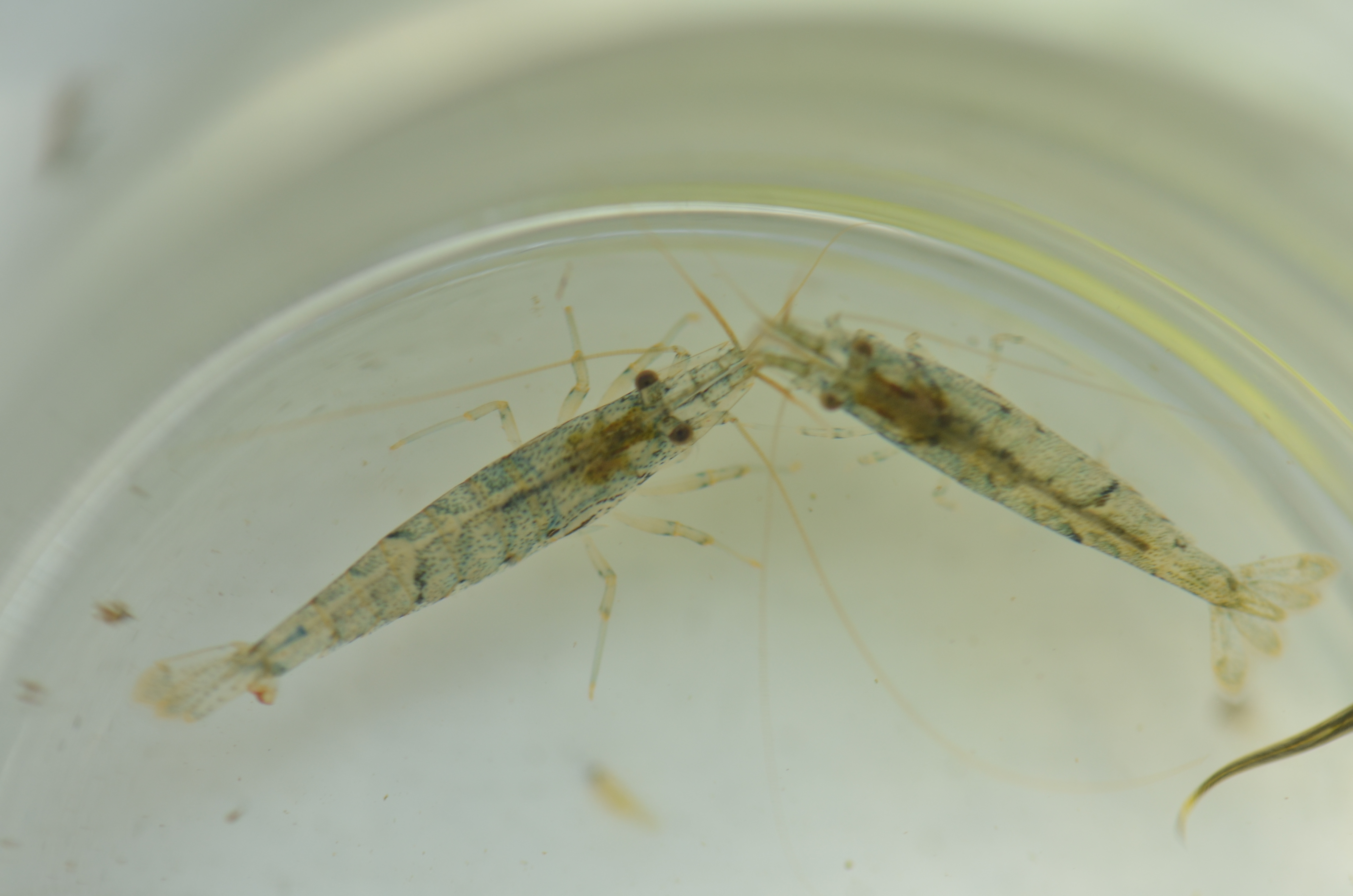 掌肢新米虾指名亚种