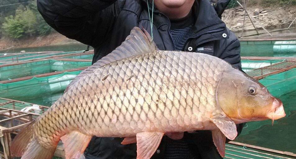  p>背鳍(dorsal fin)指的是鱼背部的鳍.