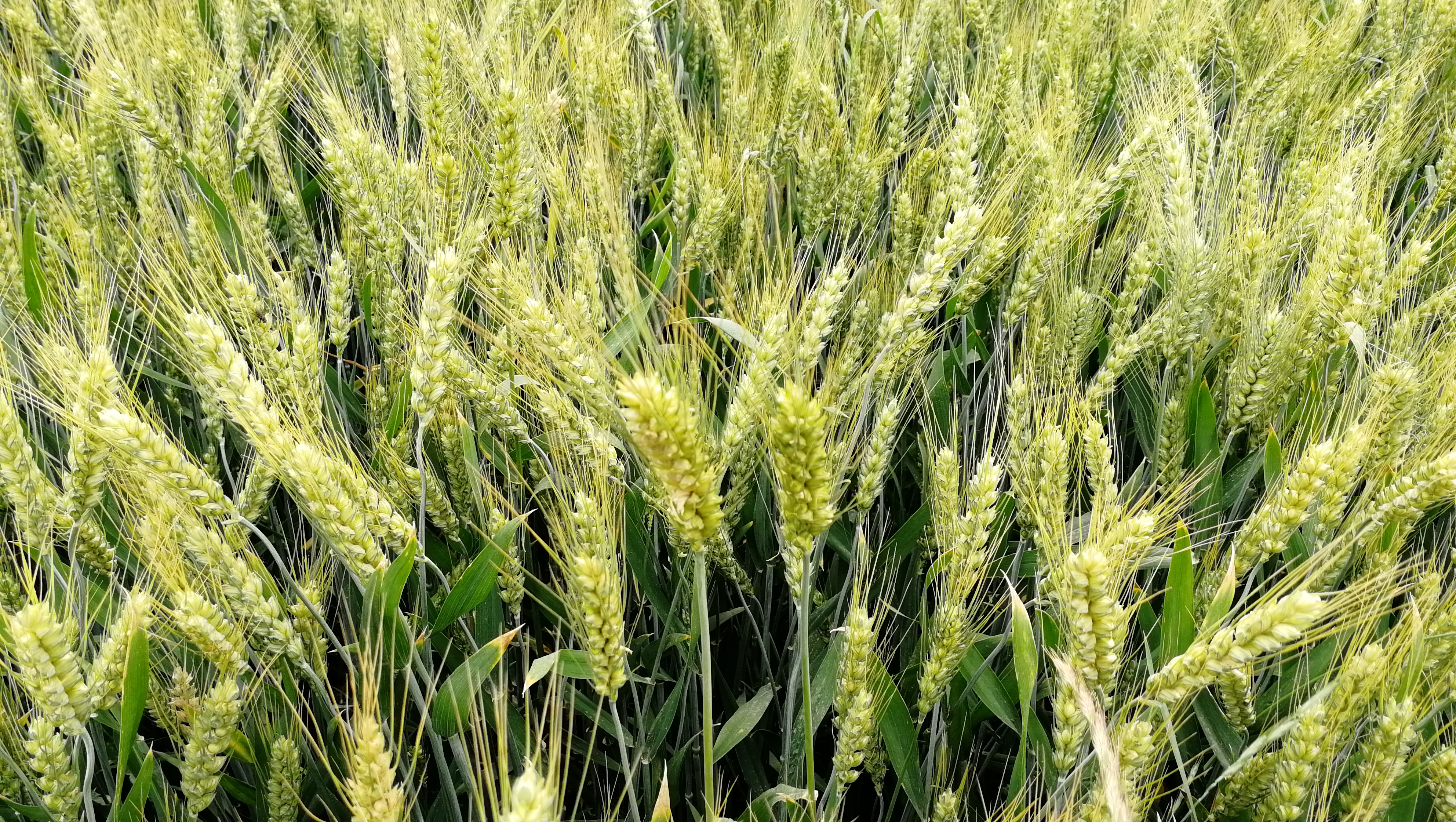  p>庄稼是一个汉语词汇,意思是指 a target="_blank" href="/item