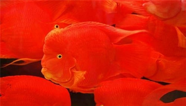  p>发财鱼又名红财神,财神鱼和血鹦鹉.