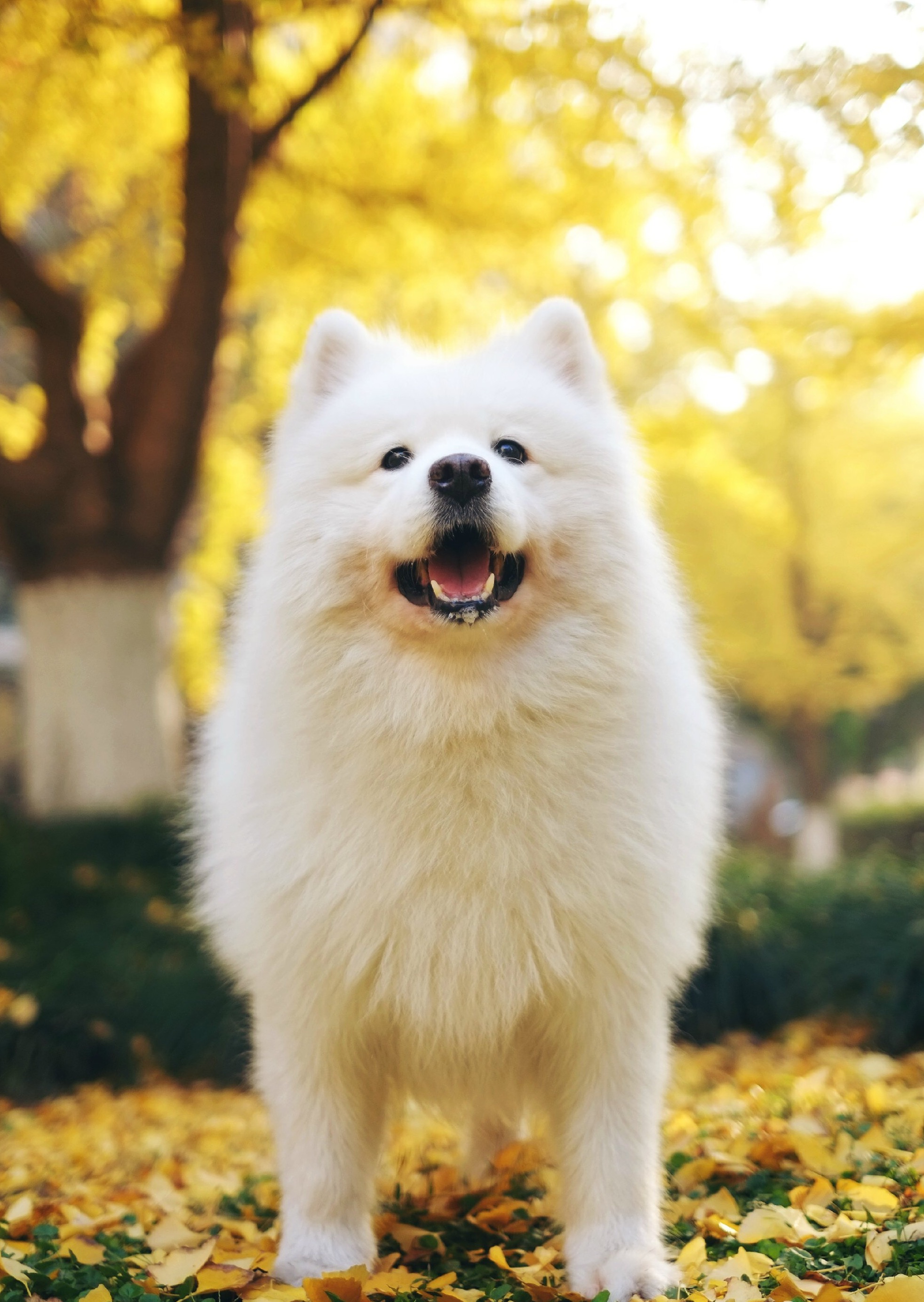 一只可爱至极,呆萌至极(会耍星星眼)的上海籍 a target="_blank" href