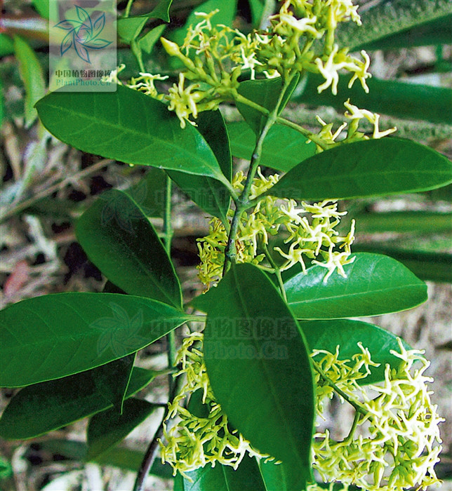  p>鳝藤,攀援 a target="_blank" href="/item/灌木">灌木 /a>,有 a