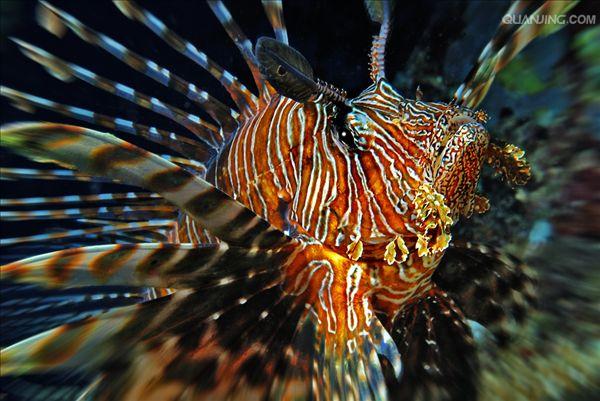  p>蓑鲉(学名: i>pterois volitans /i>)是鲉科,蓑鲉属硬骨鱼.