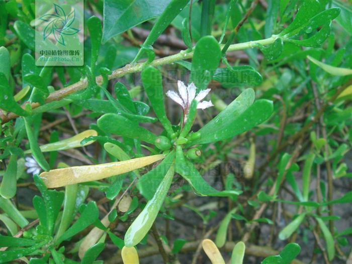 scaevola hainanensis