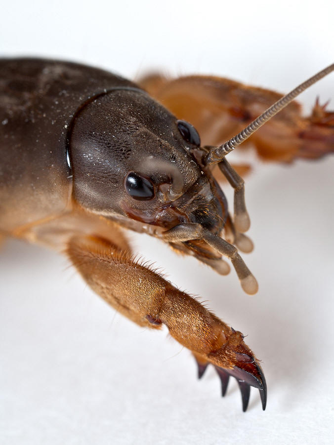 ">直翅目 /a>, a href="#" data-lemmaid="2665410">蝼蛄科 /a>