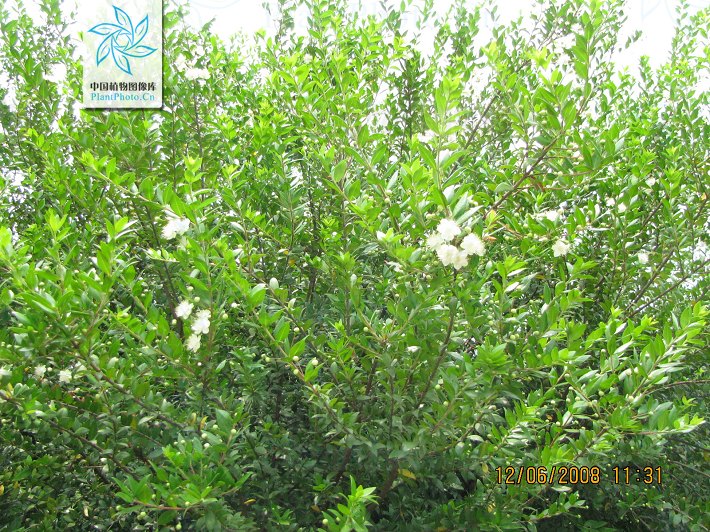  p>香桃木属(学名:myrtus linn), a href="#" data-lemmaid="8702298"