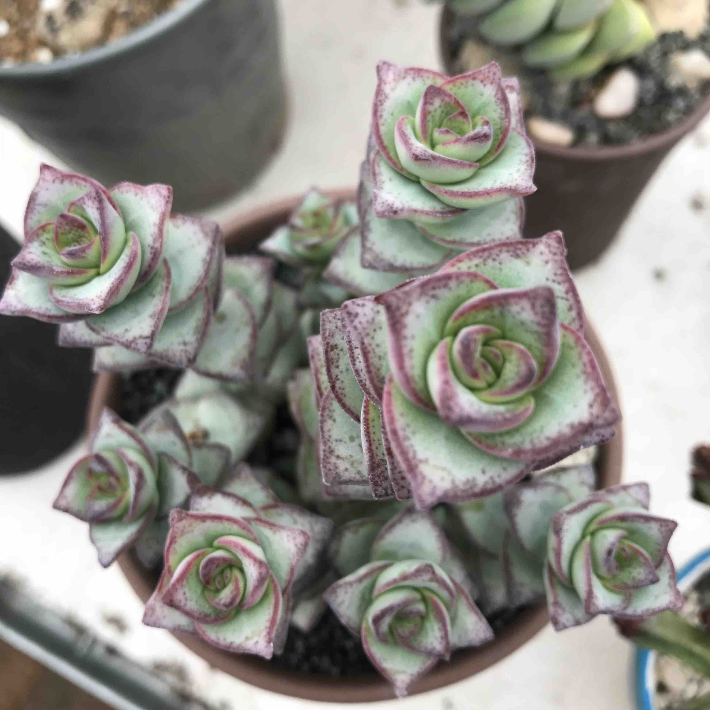 粉红十字星锦